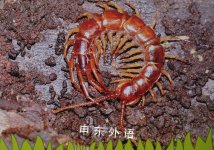 Centipedes (Creepy Crawlies)