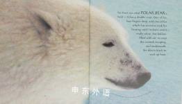 Ice Bear（Nature storybooks）