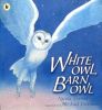 White Owl, Barn Owl