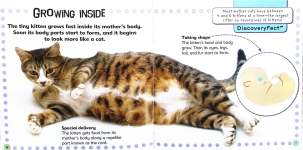 Change and Grow Kitten to Cat