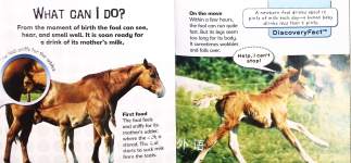 Foal to Horse