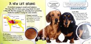 Puppy to Dog