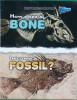 How Does a Bone Become a Fossil? (How Does It Happen)
