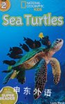 sea turtles Amy Shields