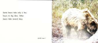 Bears and Their Dens