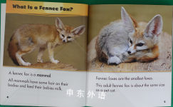 Fennec Fox (A Day in the Life: Desert Animals)