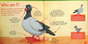 Pigeons