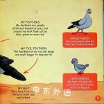 Pigeons