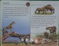 Big Cats of the World 