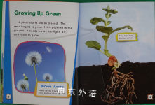 Inside a Plant (Science Readers: Content and Literacy)