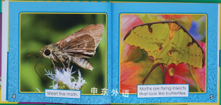 Moths (Fascinating Insects)