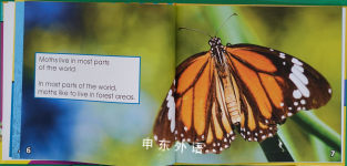 Moths (Fascinating Insects)