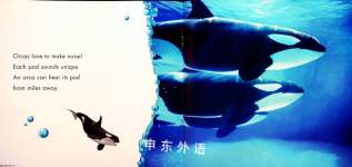 Orcas