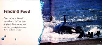 Orcas