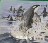 A Pod of Orcas