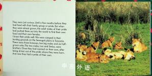 Lion Family Animal Series