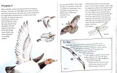 Animals in Motion How Animals Swim Jump Slither and Glide
