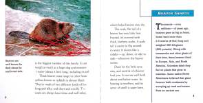 Welcome to the World of Beavers