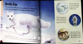 Polar Animals
