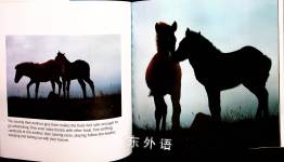 The Wild Horse Family Book