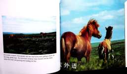 The Wild Horse Family Book