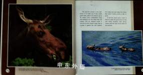 Moose