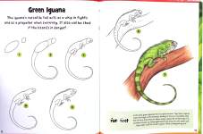 Reptiles  Amphibians
