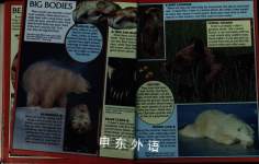 Bears