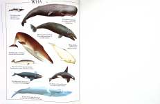 The Ultimate Shark  Whale Sticker Book