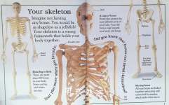 Incredible Skeleton Secrets