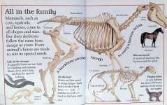 Incredible Skeleton Secrets