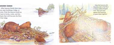 Beavers