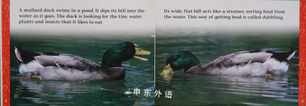 How and Why Birds Use Their Bills (How and Why Series)
