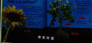 Seed to Sunflower