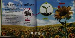 Seed to Sunflower