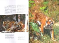 Tigers: A Portrait of the Animal World