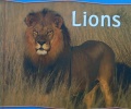 Lions All About Animals