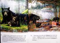 Wild Animals of the United States