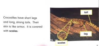 Crocodiles