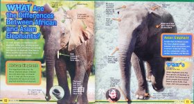 Everything Animals (TIME for Kids Book of WHAT)