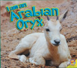 I Am an Arabian Oryx 