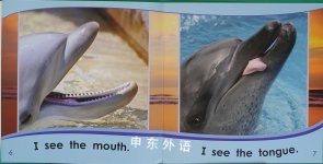 Dolphins