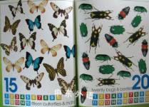 Early Learning Big Book of Australian Nature