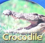 Crocodile Steve Parish