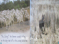Dusty the Dog by rebecca johnson