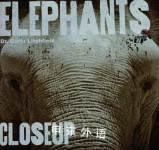 ELEPHANTS CLOSEUP Dr Carla Litchfield