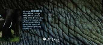 ELEPHANTS CLOSEUP