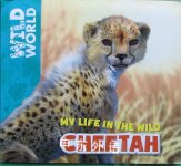My life in the wild Cheetah Meredith Costain