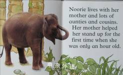 Elephant (Wild Baby Animals)