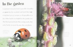Looking at Minibeasts:Ladybirds and Beetles